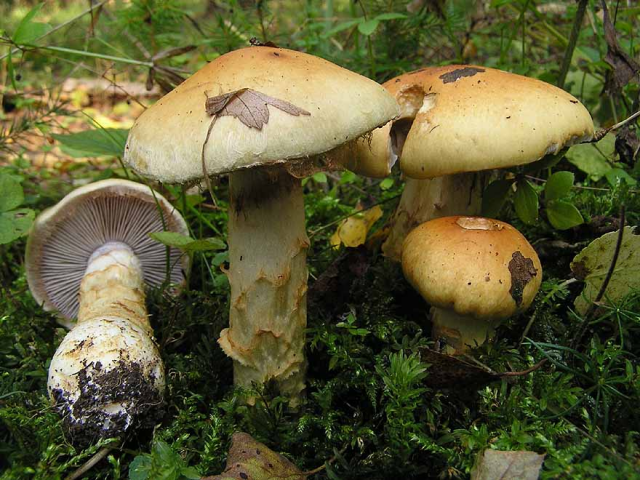 Мицелий Паутинника желтого / Паутинник триумфальный (Cortinarius triumphans) Мицелий Паутинника желтого / Паутинник триумфальный (Cortinarius triumphans)